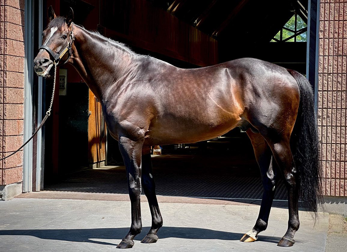 Kitasan Black real life portrait